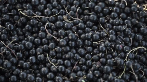 Black currant harvest Stock Footage 118144653