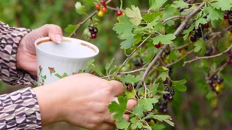 Black currant harvesting Stock-Footage 82381262