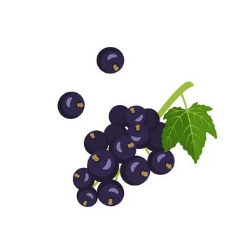 Black currant icon. A source of vitamin C. Useful small berries on a branch with Stock Illustration