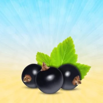 Black currant Stock Illustration