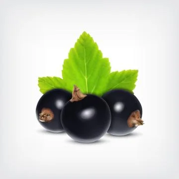 Black currant Stock Illustration