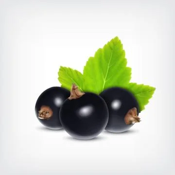 Black currant Stock Illustration