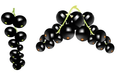 Black currant Stock Illustration