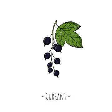 Black currant. Isolated object on white. Vector cartoon illustration. Stock Illustration