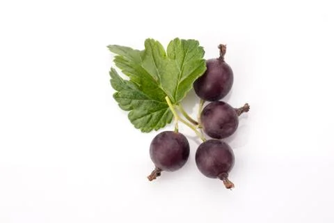 Black currant isolated Stock Photos