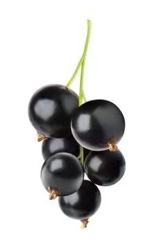 Black currant isolated Stock Photos