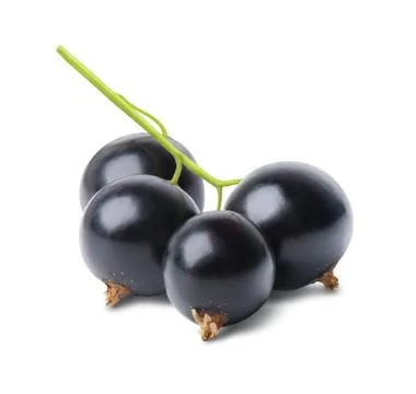 Black currant isolated Stock Photos