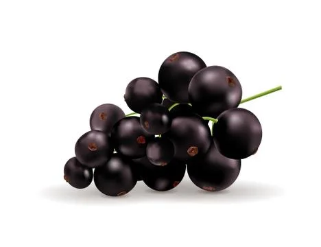 Black currant isolated on white background. Vector realistic, 3d illustraton Stock Illustration