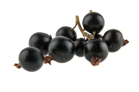 Black currant isolated on white background Stock Photos