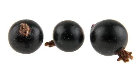 Black currant isolated on white background Stock Photos