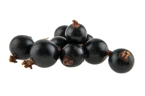 Black currant isolated on white background Stock Photos