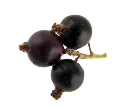 Black currant isolated on white background closeup Stock Photos
