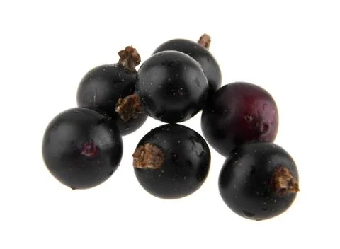 Black currant isolated on white background closeup Stock Photos