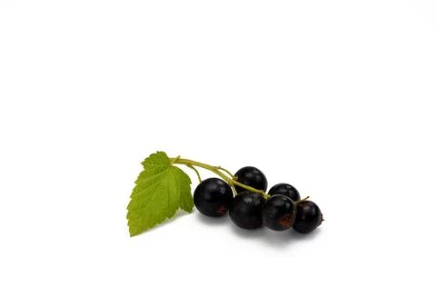 Black currant isolated on white background Stock Photos
