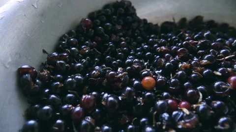 Black currant in a large cup Stock-Footage 103859659