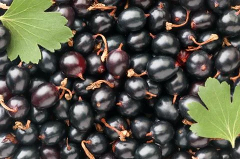 Black currant with leaf close-up, currant background. The view from top Stock Photos
