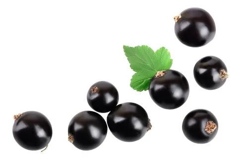 Black currant with leaf isolated on white background. Top view. Flat lay pattern Stock Photos