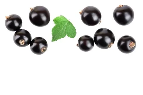 Black currant with leaf isolated on white background. Top view. Flat lay pattern Stock Photos
