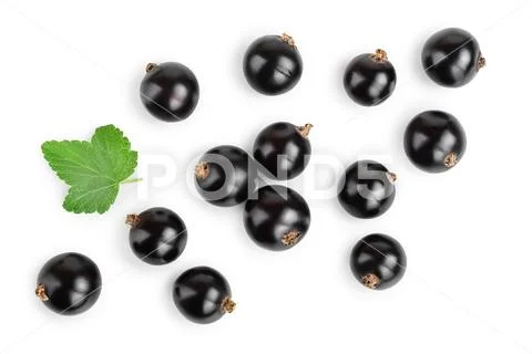 Black currant with leaf isolated on white background. Top view. Flat lay pattern Stock Photos