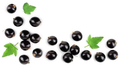 Black currant with leaf isolated on white background. Top view. Flat lay pattern Stock Photos