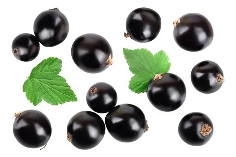 Black currant with leaf isolated on white background. Top view. Flat lay pattern 스톡 사진