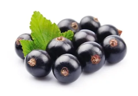 Black currant with leafs Stock Photos