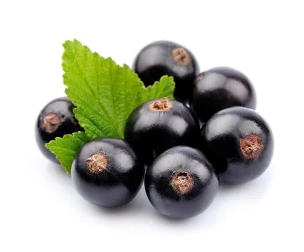 Black currant with leafs on white Stock Photos