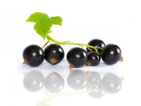 Black currant Stock-Fotos