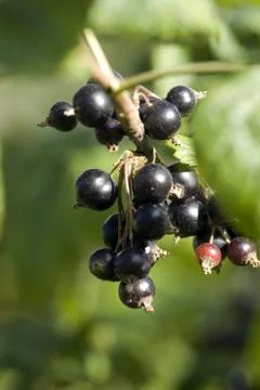 Black currant Stock Photos