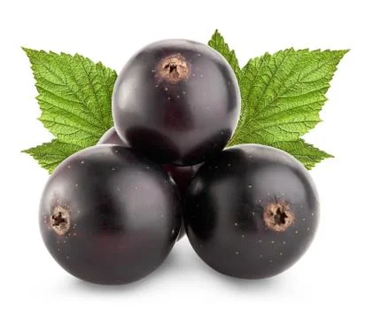 Black currant Foto stock