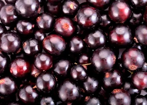 Black currant Stock Photos