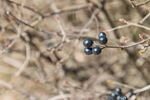 Black Currant Stock Photos