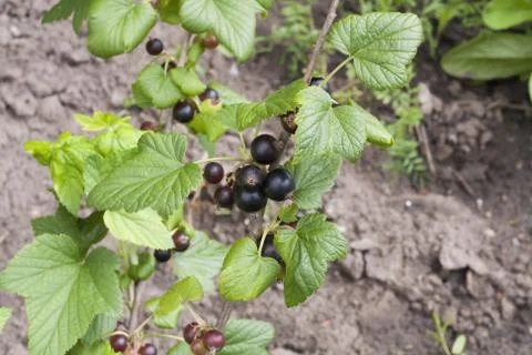 Black currant Stock Photos