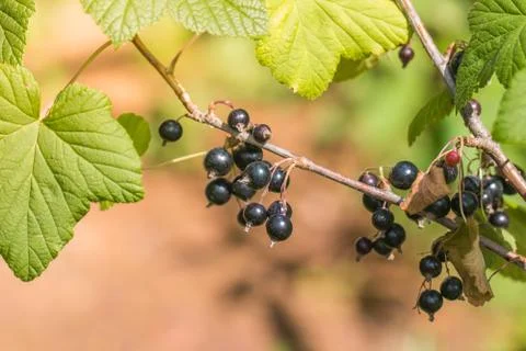 Black currant Stock Photos