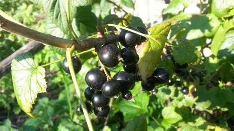 Black currant Stock Photos