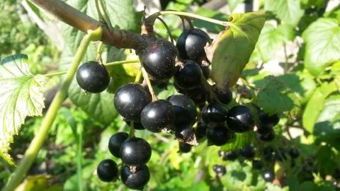 Black currant Stock Photos