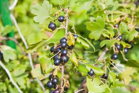 Black currant Stock Photos