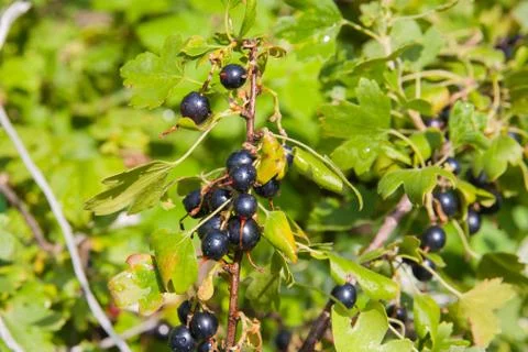Black currant Stock Photos