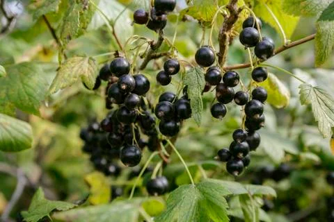 Black currant Foto stock