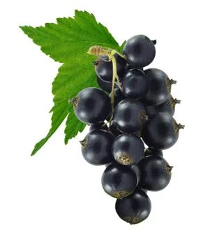 Black currant Stock Photos