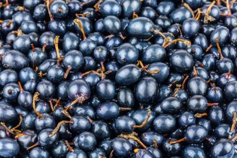Black currant Stock Photos