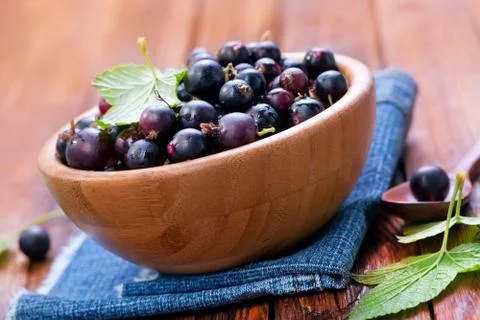 Black currant 스톡 사진