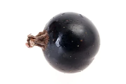 Black Currant Stock Photos