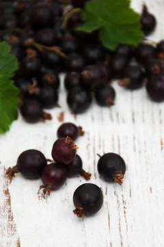 Black currant Foto stock