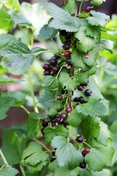 Black currant Foto stock
