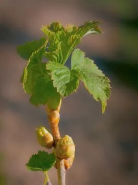 Black currant Stock Photos