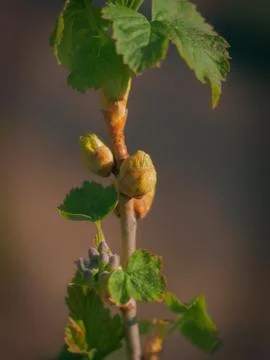 Black currant Stock Photos