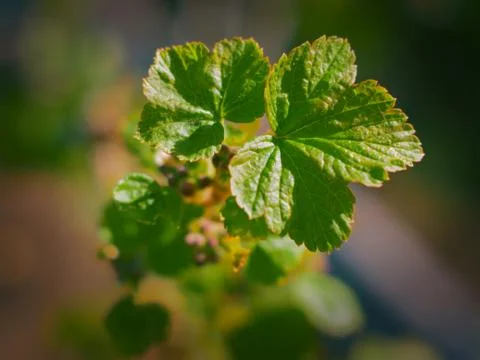 Black currant Stock Photos