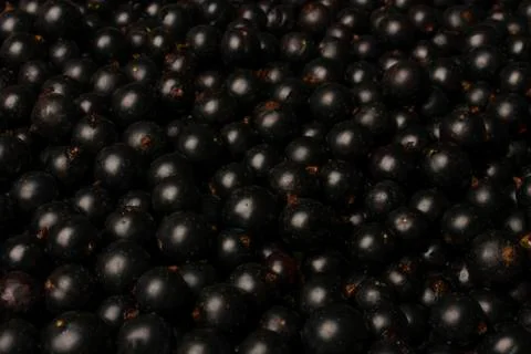 Black currant Stock Photos
