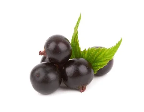 Black currant Stock Photos